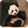🥰 Эмодзи «Панды 1» для Telegram