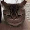 Стикер 21 𝘾𝙖𝙩𝙨 2