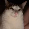 Стикер 27 𝘾𝙖𝙩𝙨 2