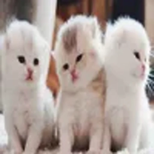 ❤️ Эмодзи «котики из тиктока» для Telegram
