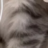❤️ Эмодзи «котики из тиктока» для Telegram