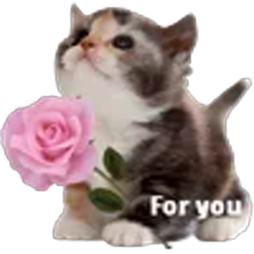 ❤️ Эмодзи «котики из тиктока» для Telegram