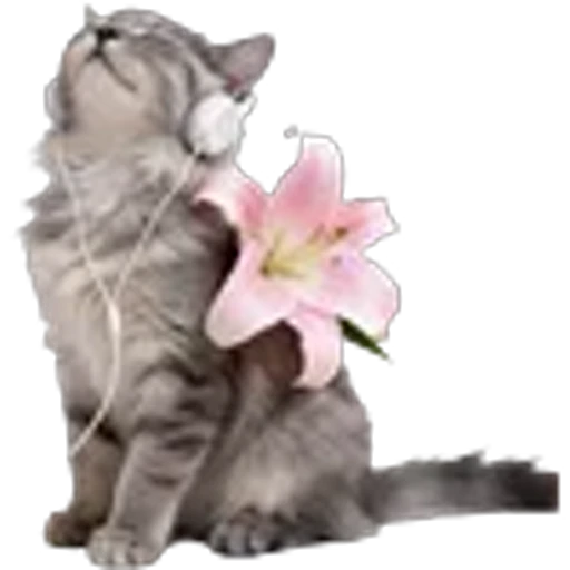❤️ Эмодзи «котики из тиктока» для Telegram