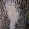 Стикер 47 котячий взгляд