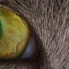 Стикер 46 котячий взгляд