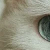 Обложка набора котячий взгляд