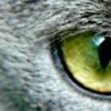 Стикер 41 котячий взгляд