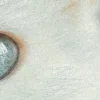 Стикер 4 котячий взгляд