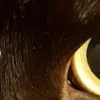 Стикер 23 котячий взгляд