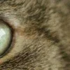 Стикер 12 котячий взгляд