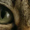 Стикер 10 котячий взгляд