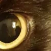 Стикер 24 котячий взгляд