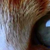 Стикер 59 котячий взгляд