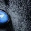 Стикер 18 котячий взгляд