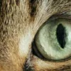 Стикер 11 котячий взгляд