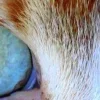 Стикер 58 котячий взгляд