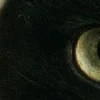 Стикер 5 котячий взгляд