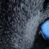 Стикер 19 котячий взгляд