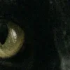 Стикер 6 котячий взгляд
