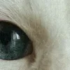 Стикер 2 котячий взгляд