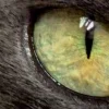 Стикер 53 котячий взгляд