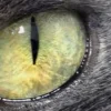 Стикер 56 котячий взгляд