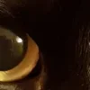 Стикер 22 котячий взгляд