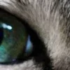 Стикер 14 котячий взгляд
