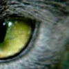 Стикер 44 котячий взгляд