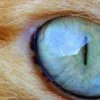 Стикер 57 котячий взгляд