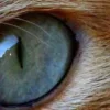 Стикер 60 котячий взгляд