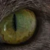 Стикер 48 котячий взгляд
