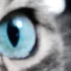 Стикер 16 котячий взгляд
