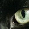 Стикер 7 котячий взгляд