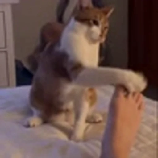 🤩 Эмодзи «Котаны» для Telegram