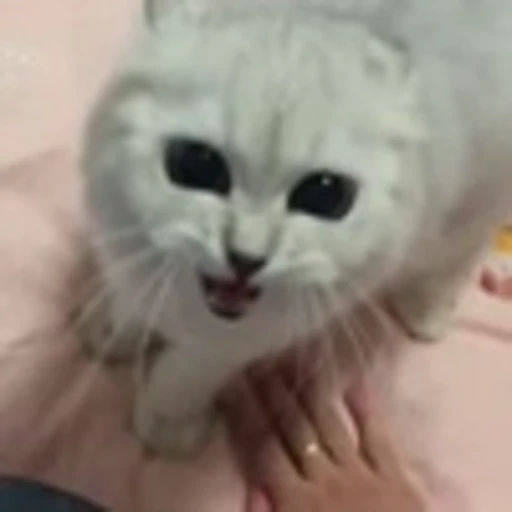 🤩 Эмодзи «Котаны» для Telegram