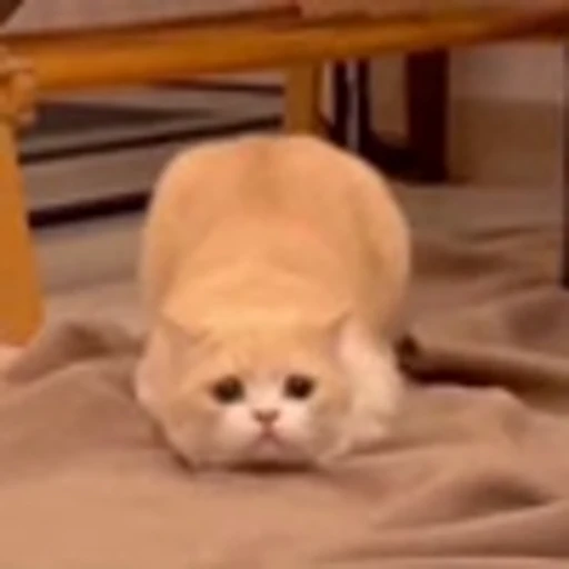 🤩 Эмодзи «Котаны» для Telegram