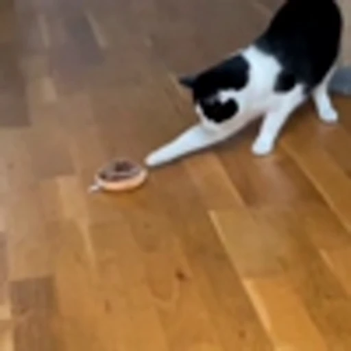 🤩 Эмодзи «Котаны» для Telegram