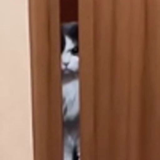 🤩 Эмодзи «Котаны» для Telegram