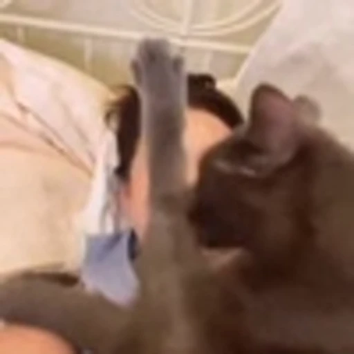 🤩 Эмодзи «Котаны» для Telegram