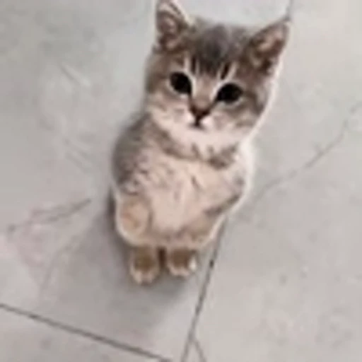 🤩 Эмодзи «Милые питомцы» для Telegram