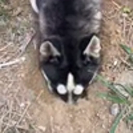 🤩 Эмодзи «Милые питомцы» для Telegram