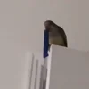 Обложка набора Видеопопуги