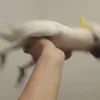 Стикер 32 Видеопопуги