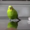 Стикер 16 Видеопопуги