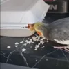 Стикер 38 Видеопопуги