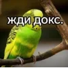 Стикер 2 Видеопопуги