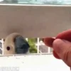 Стикер 19 Видеопопуги