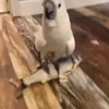 Стикер 37 Видеопопуги