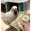 Стикер 9 Видеопопуги